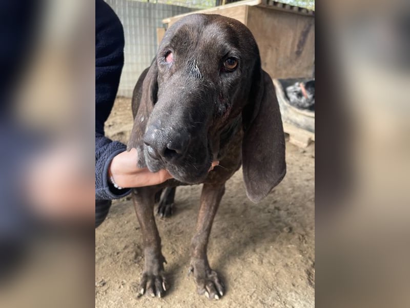 Granny, geb. ca. 01/2018, lebt in GRIECHENLAND, auf einer privaten Pflegestelle