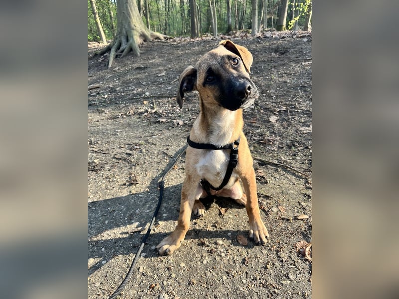 Dickie, geb. ca. 11/2025, lebt bei einer Familie in 46236 Bottrop