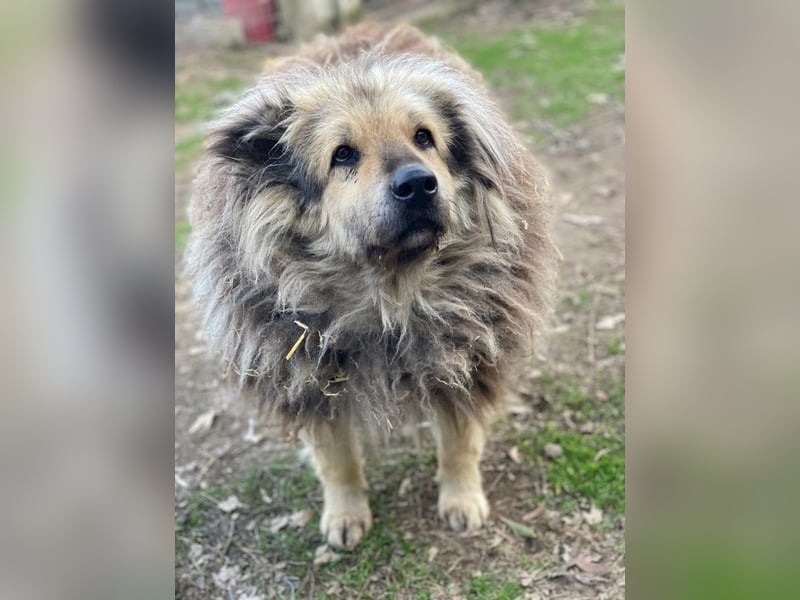 Mandy Lou geb. ca. 11/2020, lebt in GRIECHENLAND, auf einer privaten Pflegestelle