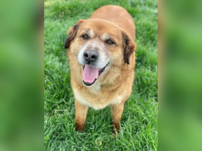 Gandhi, geb. ca. 12/2018, lebt in GRIECHENLAND, im städt. Tierheim Serres