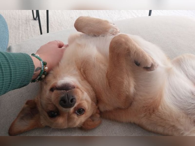 Yumi, geb. ca. 05/2025, lebt auf einer Pflegestelle in 52066 Aachen