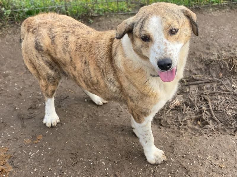 Philina, geb. ca. 11/2019, lebt in GRIECHENLAND, im städt. Tierheim Serres