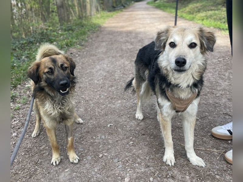 Strolch, geb. ca. 04/2024, lebt auf einer Pflegestelle in 71272 Renningen