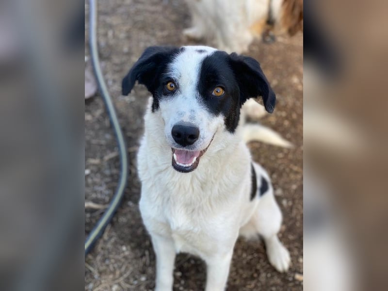 Alva, geb. ca. 05/2023, lebt in GRIECHENLAND, auf einer privaten Pflegestelle