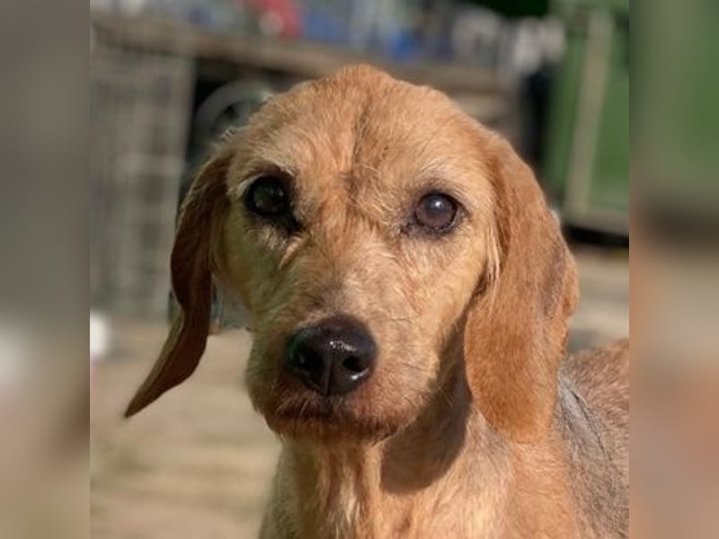 Tharu, geb. ca. 01/2024, lebt in GRIECHENLAND, im städt. Tierheim Serres, Vermittlungshilfe