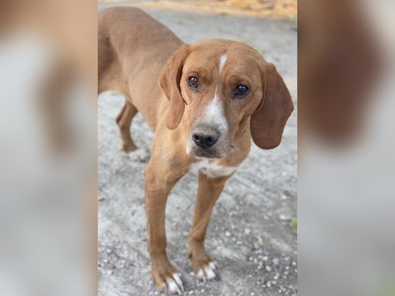 Elma, geb. ca. 03/2021, lebt in GRIECHENLAND, im städt. Tierheim Serres