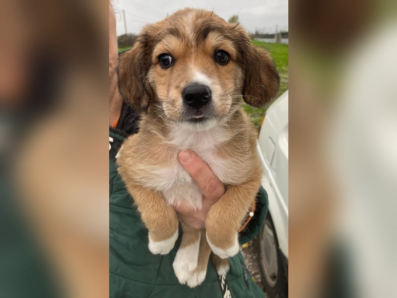 Barnes, geb. ca. 10/2025, lebt in GRIECHENLAND, im städt. Tierheim Serres