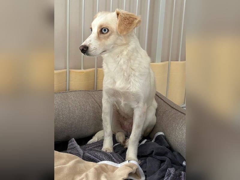 Shani, geb. ca. 01/2024, lebt auf einer Pflegestelle in 53947 Nettersheim