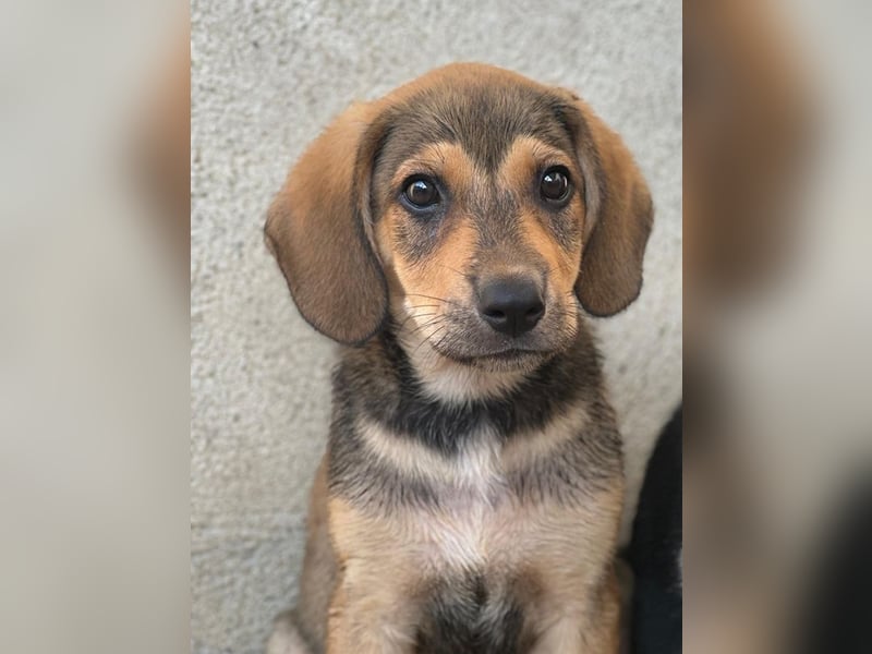 Lenny, geb. ca. 05/2026, lebt in GRIECHENLAND, im städt. Tierheim Serres