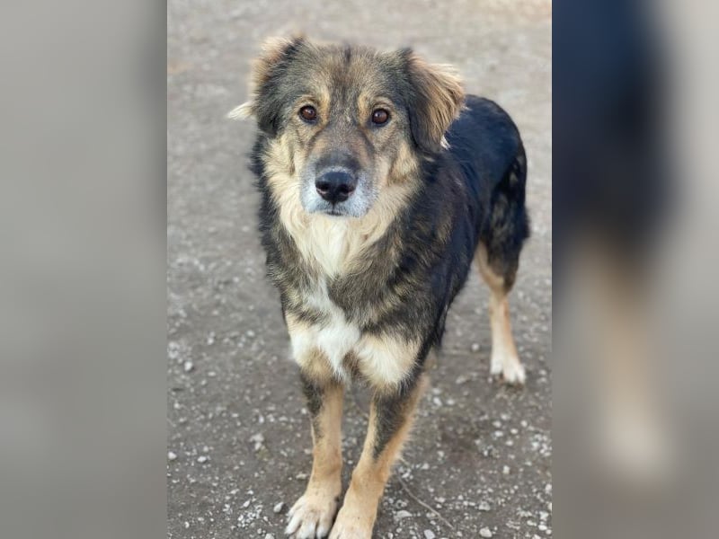 Shiou, geb. ca. 12/2023, lebt in GRIECHENLAND, im städt. Tierheim Serres