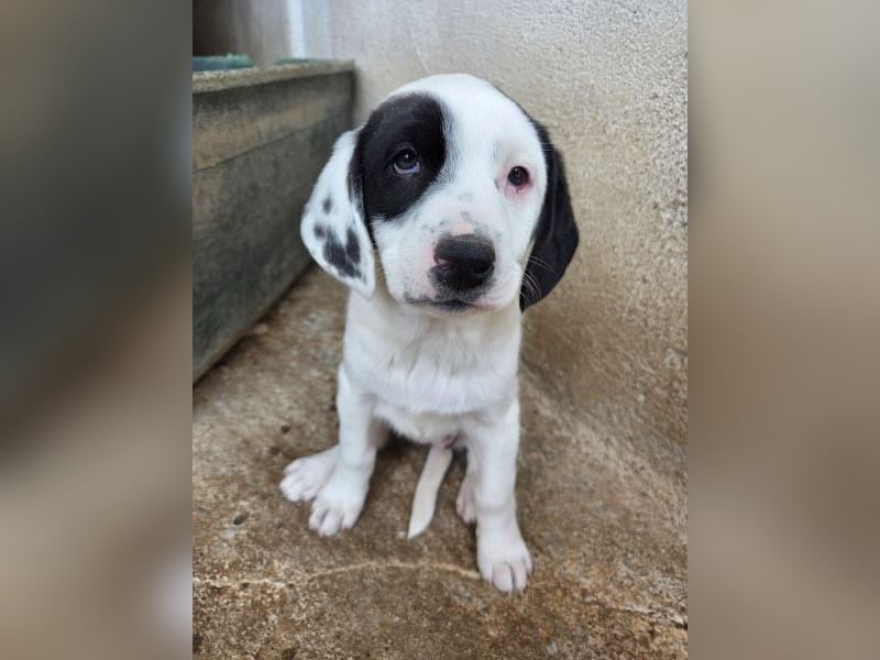Dani, geb. ca. 02/2026, lebt in GRIECHENLAND, im städt. Tierheim Serres