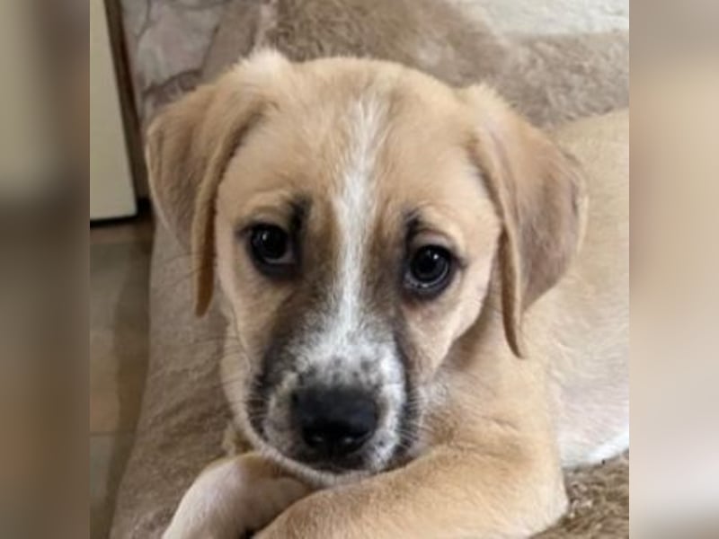 Cola, geb. ca. 11/2025, lebt in GRIECHENLAND, auf einer privaten Pflegestelle