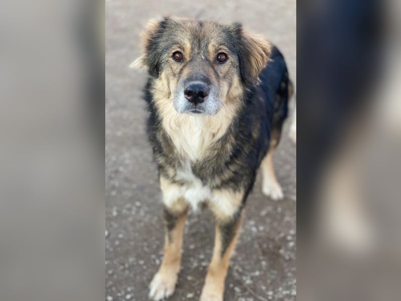 Shiou, geb. ca. 12/2023, lebt in GRIECHENLAND, im städt. Tierheim Serres