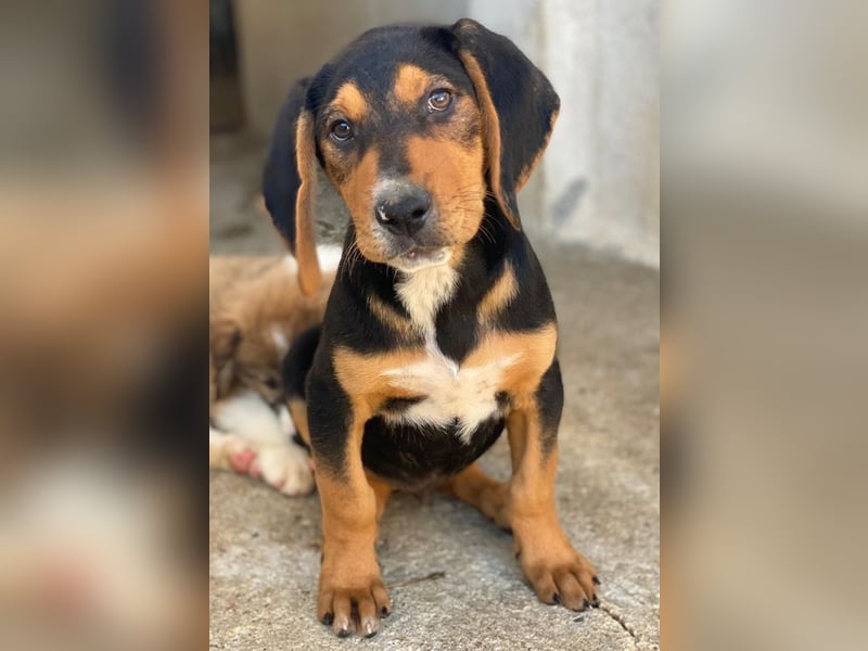 Jäger, geb. ca. 08/2025, lebt in GRIECHENLAND, im städt. Tierheim Serres