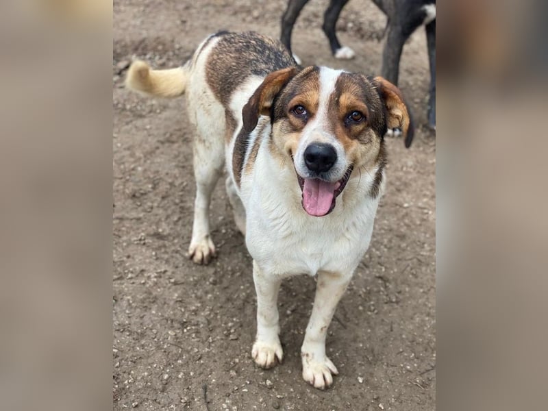 Antonio, geb. ca. 05/2023, lebt in GRIECHENLAND, auf einer privaten Pflegestelle