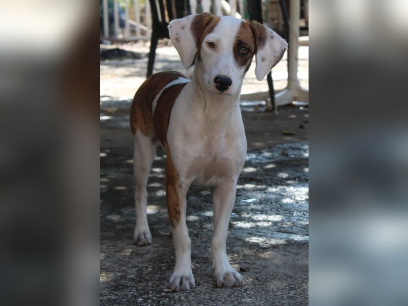 Nivara, geb. ca. 11/2024, lebt in GRIECHENLAND, auf einer privaten Pflegestelle