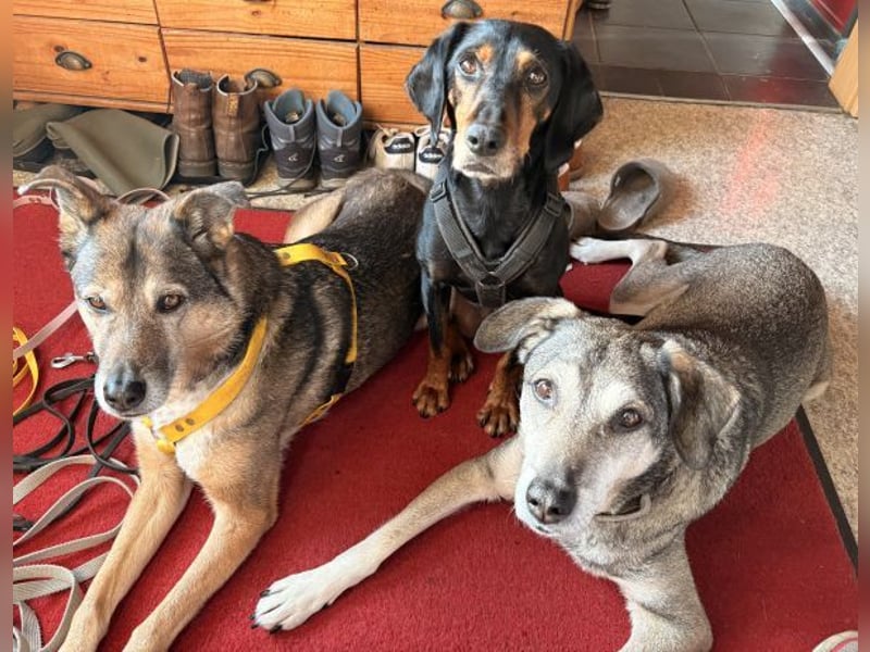 Neria, geb. ca. 11/2020, lebt auf einer Pflegestelle in 95168 Marktleuthen