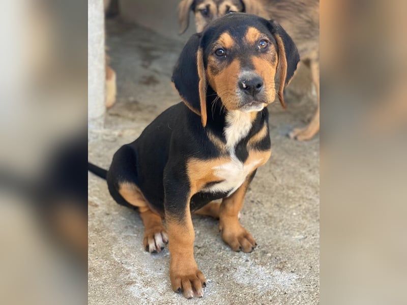 Jäger, geb. ca. 08/2025, lebt in GRIECHENLAND, im städt. Tierheim Serres