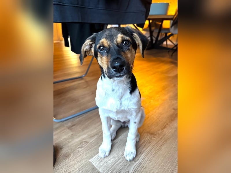 Caien, geb. ca. 10/2025, lebt auf einer Pflegestelle in 49176 Hilter