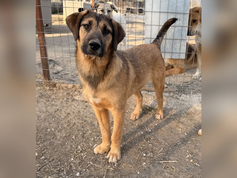 Maverick, geb. ca. 07/2025, lebt in GRIECHENLAND, im städt. Tierheim Serres