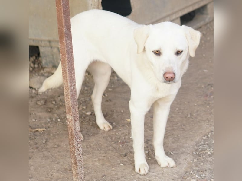 Gianna, geb. ca. 02/2022, lebt in GRIECHENLAND, im städt. Tierheim Serres