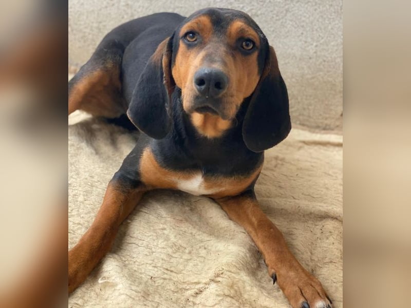 Brios, geb. ca. 12/2024, lebt in GRIECHENLAND, im städt. Tierheim Serres