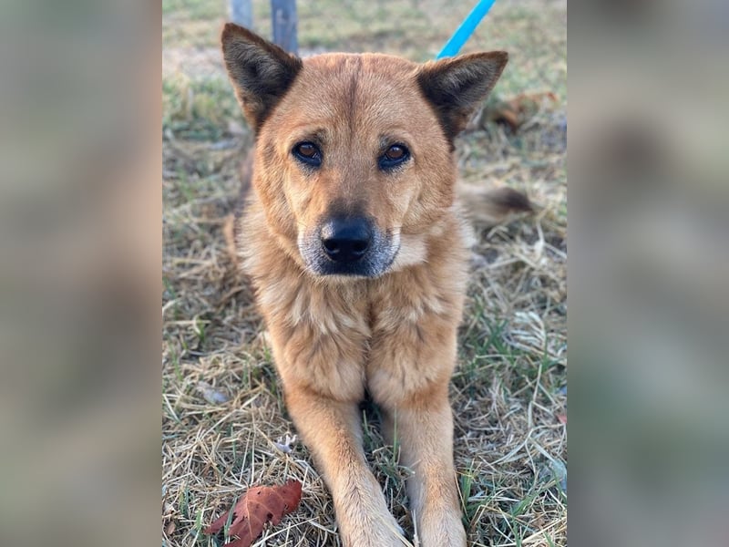Foxita, geb. ca. 04/2020, lebt in GRIECHENLAND, im städt. Tierheim Serres