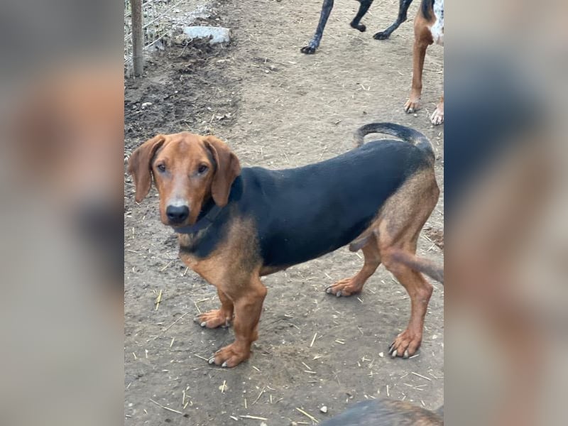 Abaluga, geb. ca. 01/2024, lebt in GRIECHENLAND, auf einer privaten Pflegestelle, Vermittlungshilf