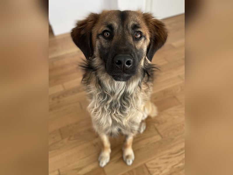 Strolch, geb. ca. 04/2024, lebt auf einer Pflegestelle in 71272 Renningen