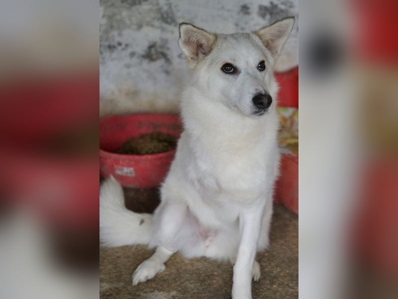 Thimia, geb. ca. 07/2023, lebt in GRIECHENLAND, auf einer privaten Pflegestelle