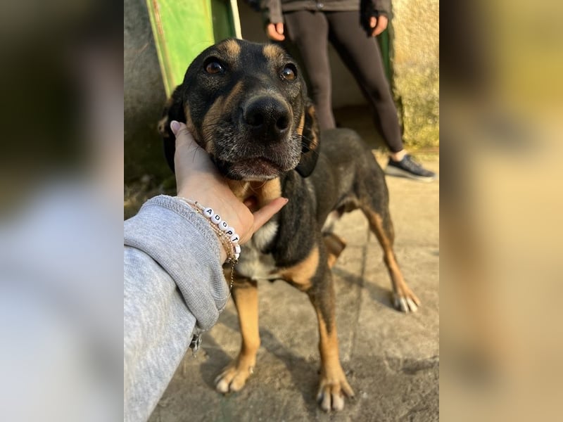 Ajax, geb. ca. 11/2024, lebt in GRIECHENLAND, auf einem Gelände, wird notdürftig versorgt