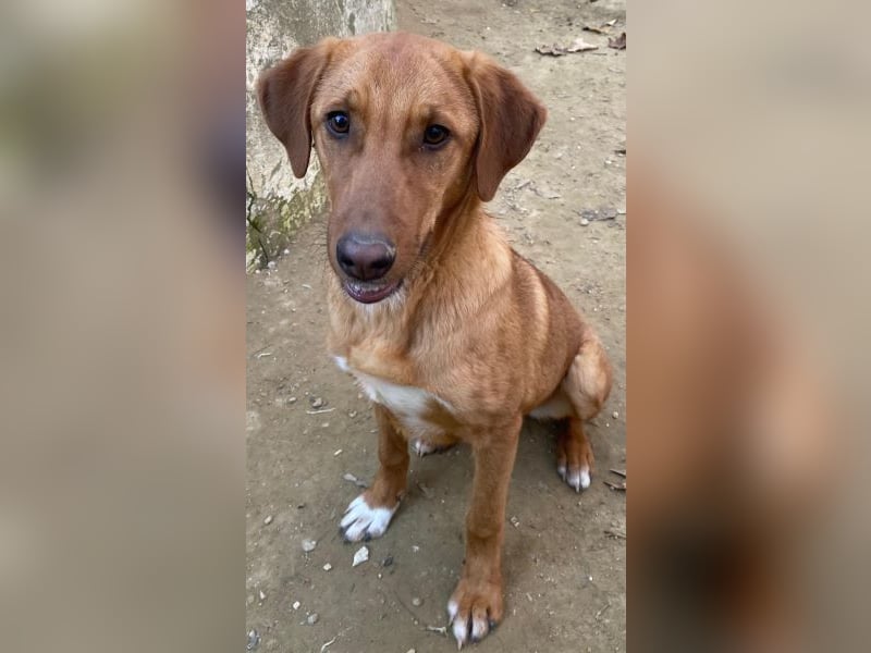 Karamell, geb. ca. 06/2025, lebt in GRIECHENLAND, auf einer privaten Pflegestelle