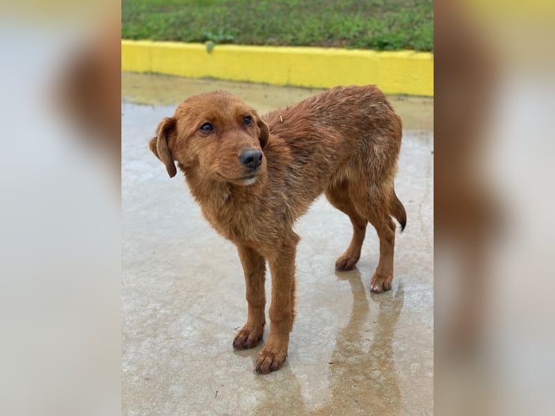 Kayla, geb. ca. 08/2025, lebt in GRIECHENLAND, im städt. Tierheim Serres