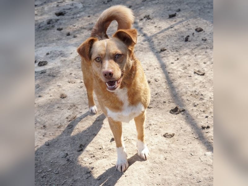 Rosalie, geb. ca. 12/2022, lebt in GRIECHENLAND, auf einer privaten Pflegestelle