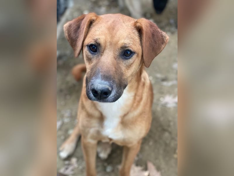 Hunter, geb. ca. 02/2025, lebt in GRIECHENLAND, auf einer privaten Pflegestelle