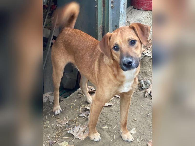 Hunter, geb. ca. 02/2025, lebt in GRIECHENLAND, auf einer privaten Pflegestelle