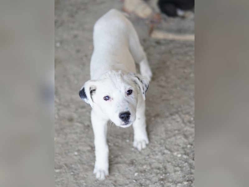 Yaspi, geb. ca. 01/2026, lebt in GRIECHENLAND, auf einer privaten Pflegestelle