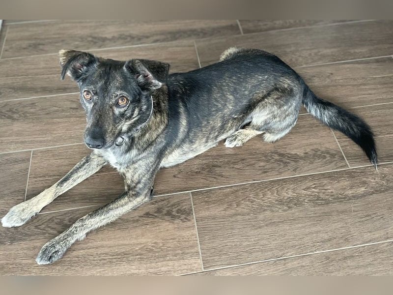 Larsson, geb. ca. 12/2018, lebt bei einer Familie in 74229 Oedheim, Vermittlungshilfe