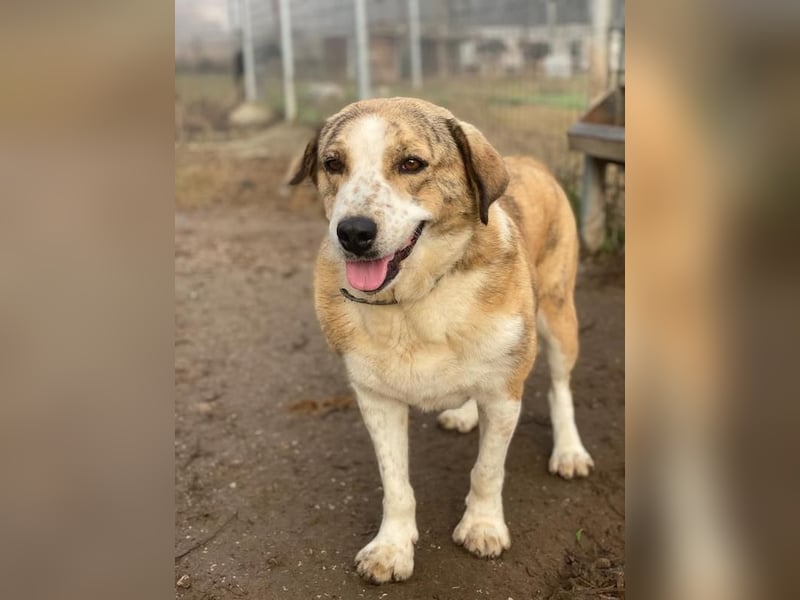 Philina, geb. ca. 11/2019, lebt in GRIECHENLAND, im städt. Tierheim Serres