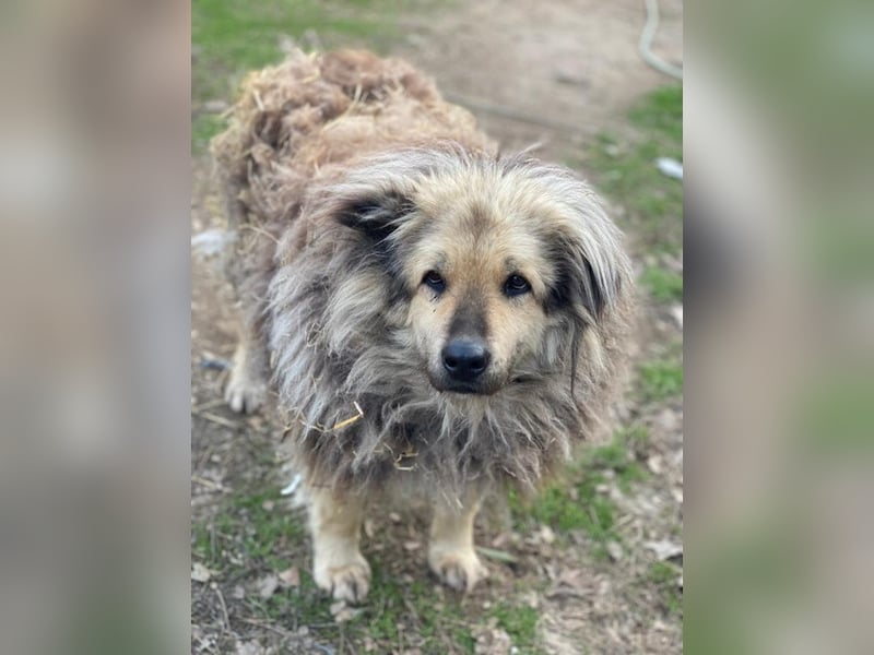 Mandy Lou geb. ca. 11/2020, lebt in GRIECHENLAND, auf einer privaten Pflegestelle