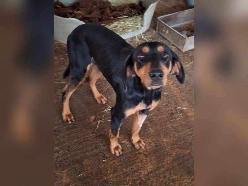 Frida, geb. ca. 01/2025, lebt in GRIECHENLAND, auf einer privaten Pflegestelle