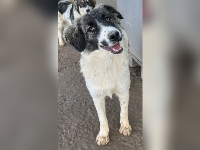 Hoya, geb. ca. 04/2022, lebt in GRIECHENLAND, im städt. Tierheim Serres