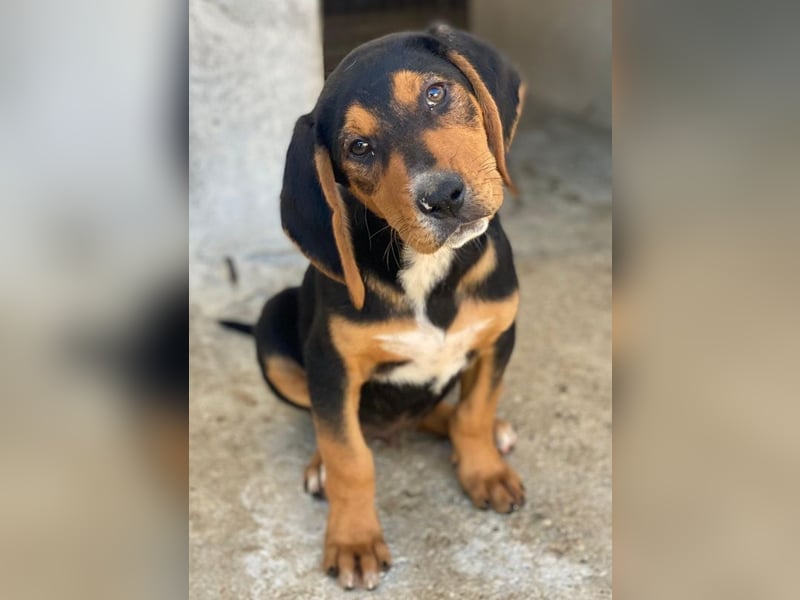 Jäger, geb. ca. 08/2025, lebt in GRIECHENLAND, im städt. Tierheim Serres