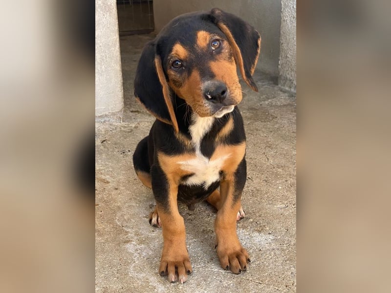 Jäger, geb. ca. 08/2025, lebt in GRIECHENLAND, im städt. Tierheim Serres