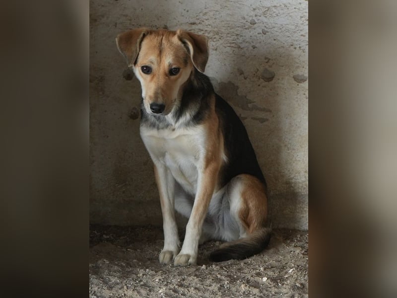 Atlanta, geb. ca. 07/2023, lebt in GRIECHENLAND, auf einer privaten Pflegestelle