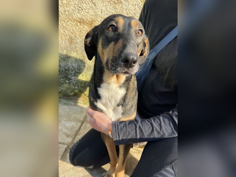 Ajax, geb. ca. 11/2024, lebt in GRIECHENLAND, auf einem Gelände, wird notdürftig versorgt