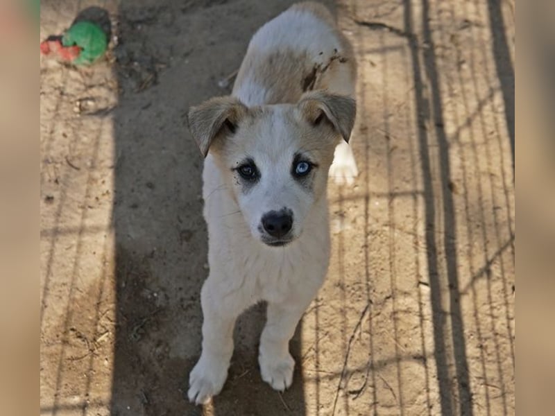 Maple, geb. ca. 12/2025, lebt auf einer Pflegestelle in 52531 Übach-Palenberg