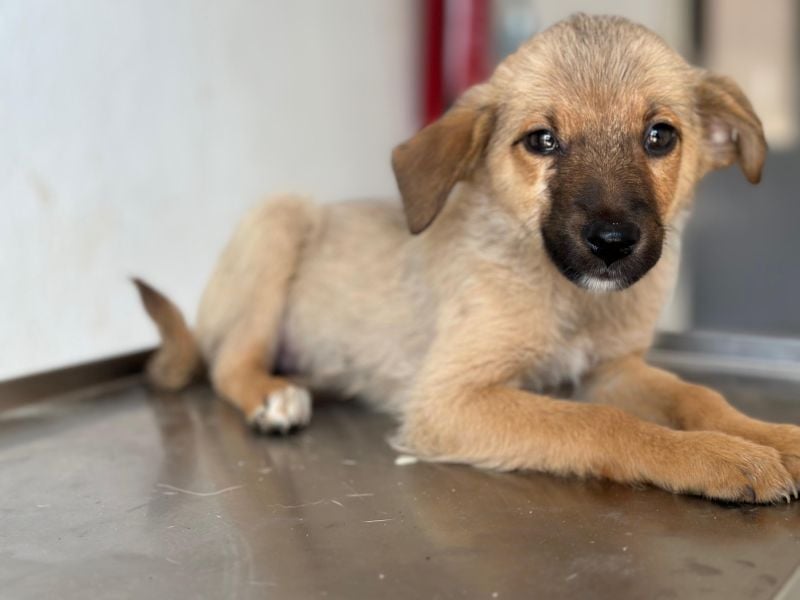 Ronja, geb. ca. 04/2026, lebt in GRIECHENLAND, auf einer privaten Pflegestelle