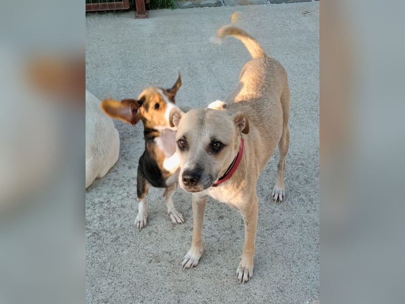 Coco, geb. ca. 07/2022, lebt in GRIECHENLAND, auf einer privaten Pflegestelle