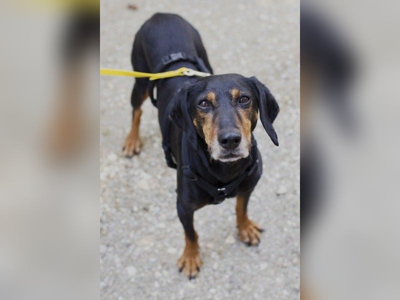 Neria, geb. ca. 11/2020, lebt auf einer Pflegestelle in 95168 Marktleuthen